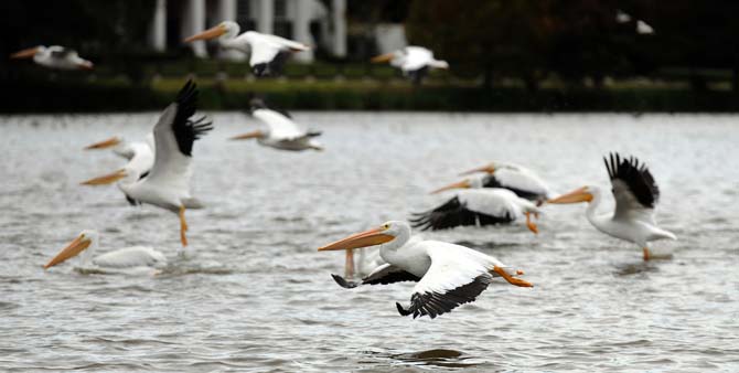 White Pelicans arrive in yearly migration