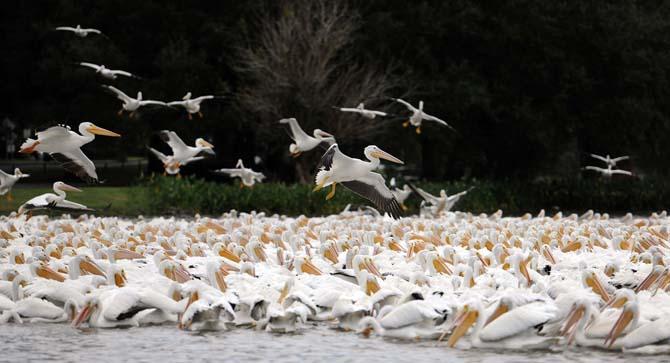 White Pelicans arrive in yearly migration