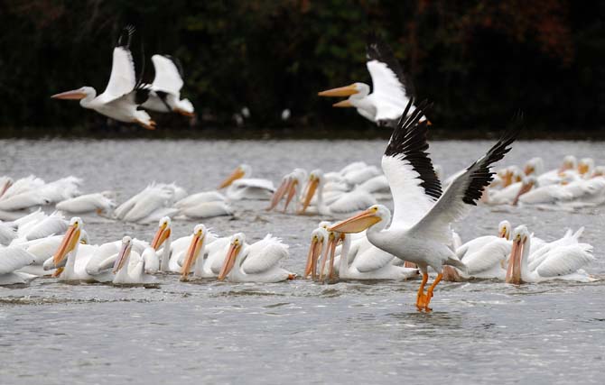 White Pelicans arrive in yearly migration