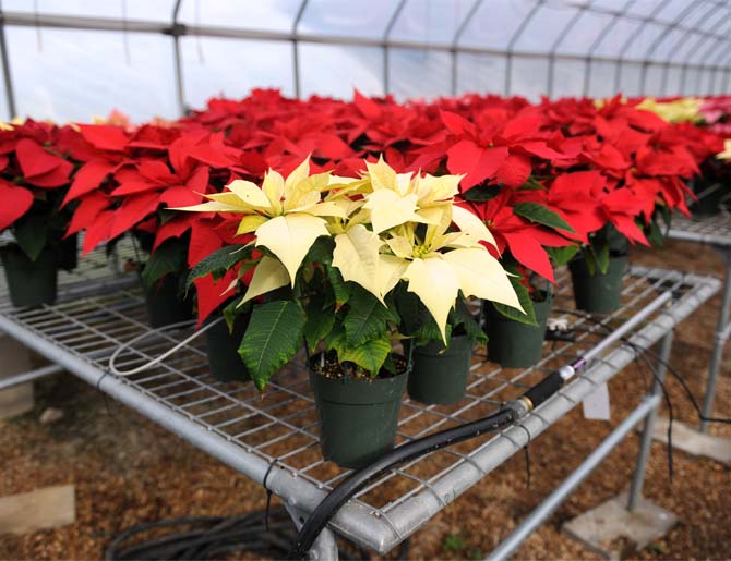 Facts about poinsettias