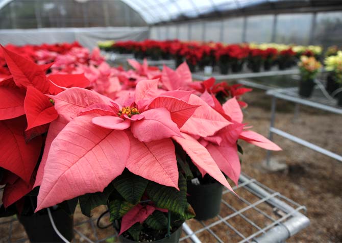 Facts about poinsettias