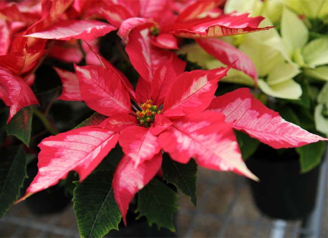 Facts about poinsettias