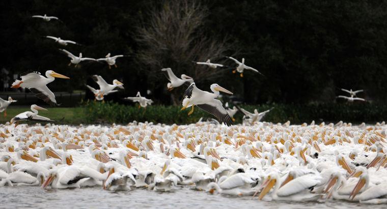 An American White Pelican flies over a squadron in City Park Lake on Tuesday, Nov. 19, 2013.