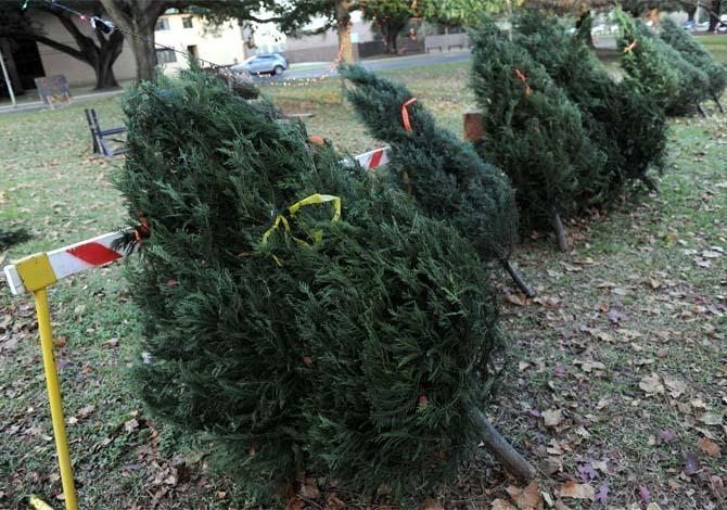 Christmas trees rest on display for sale Monday, Dec. 2, 2013 near the Renewable Natural Resources building.