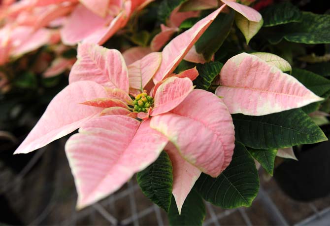 Facts about poinsettias