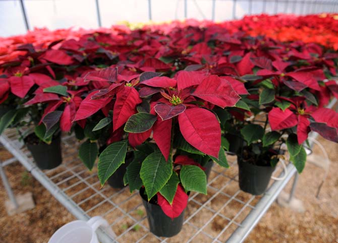 Poinsettias sit in a greenhouse Monday, Dec. 2, 2013 at the LSU AgCenter Botanic Gardens at Burden.