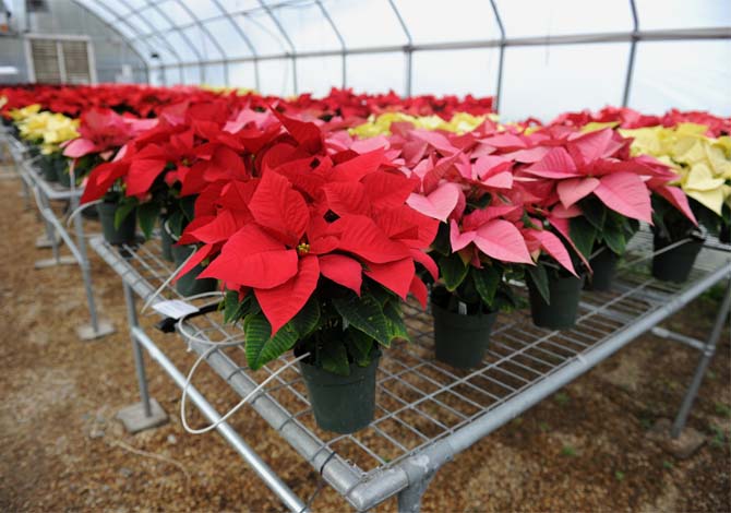 Facts about poinsettias