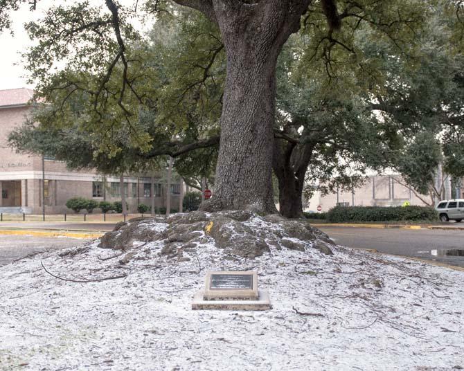 Ice gathers beneath an oak tree Tuesday, Jan. 28, 2014.