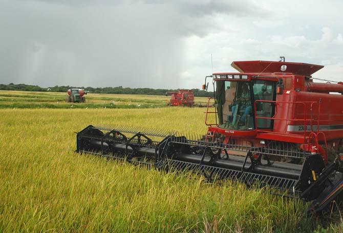 A combine plows through fields in Jefferson Davis Parish. (Photo Courtesy of Bruce Schultz)