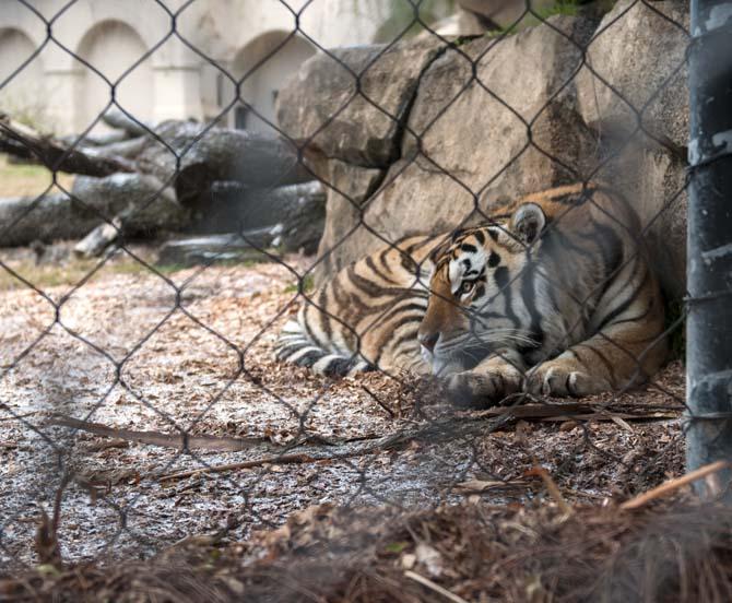 Mike IV hides from the sleet in his habitat on Tuesday afternoon.