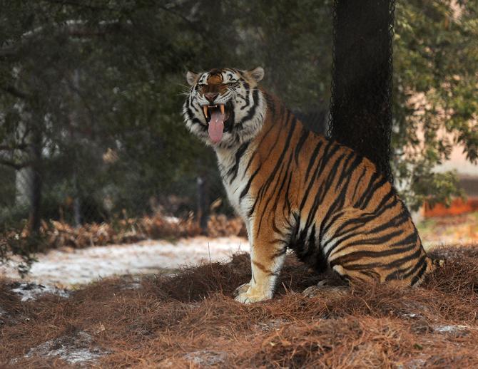 Mike the Tiger yawns Friday, Jan. 24, 2013 in his habitat.