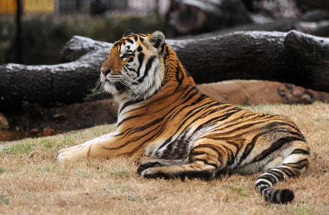 Mike the Tiger lays down Friday, Jan. 24, 2013 in his habitat.