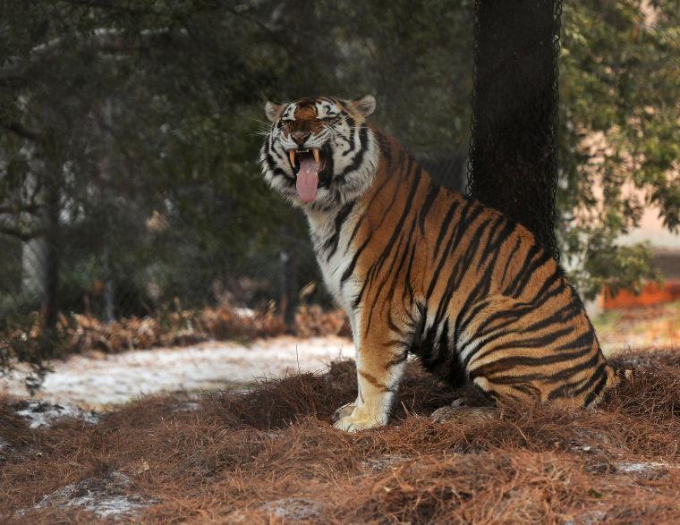 Mike the Tiger yawns Friday, Jan. 24, 2013 in his habitat.