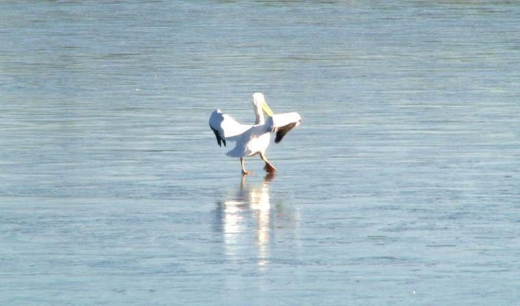 A pelican tip-toes across the icy LSU lakes&#160;Thursday morning.