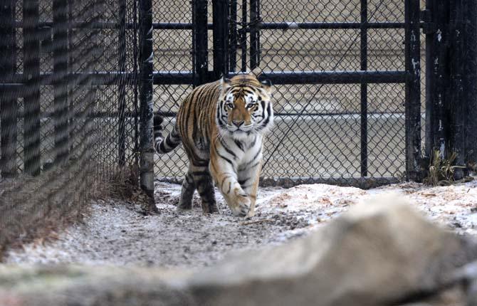 Mike VI walks through the wintry mix Saturday, Jan. 25, 2014.