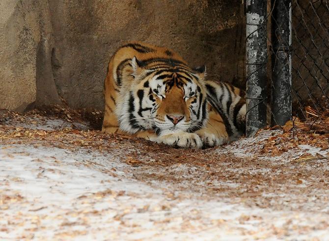 Mike the Tiger lays down Friday, Jan. 24, 2013 in his habitat.