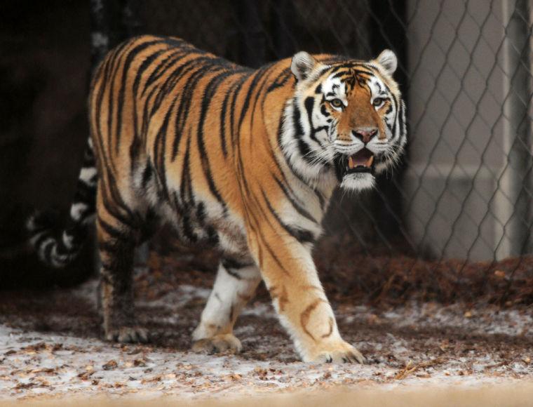 Mike the Tiger paces Friday, Jan. 24, 2013 in his habitat.