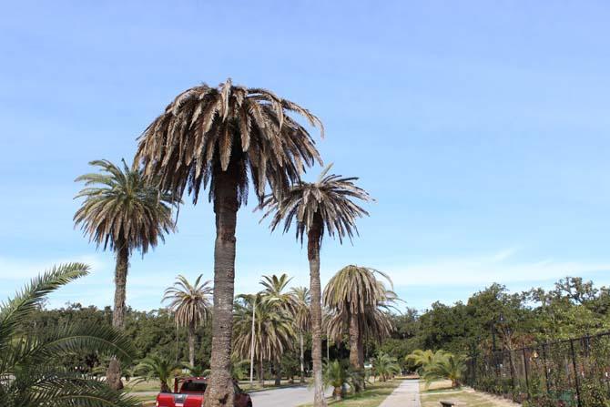 Fatal palm tree disease identified in Louisiana