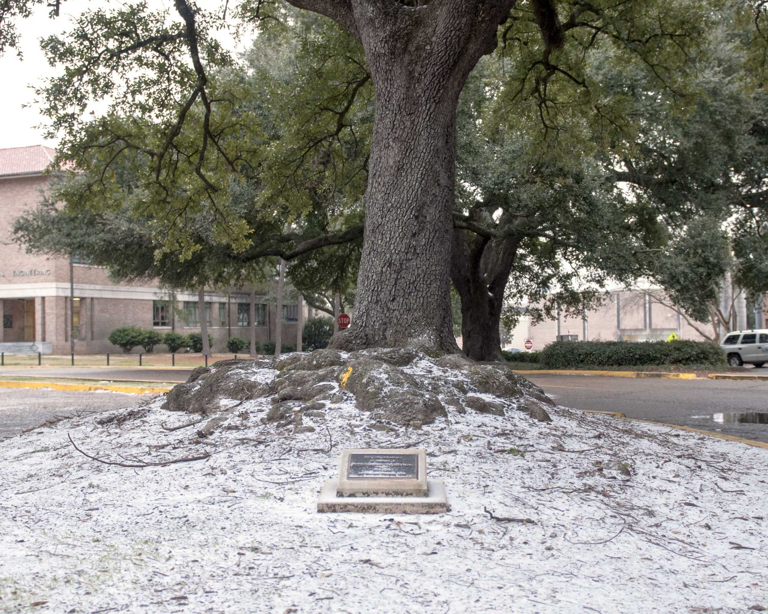 Snowing Down South: Students make most of snowy weather in Baton Rouge