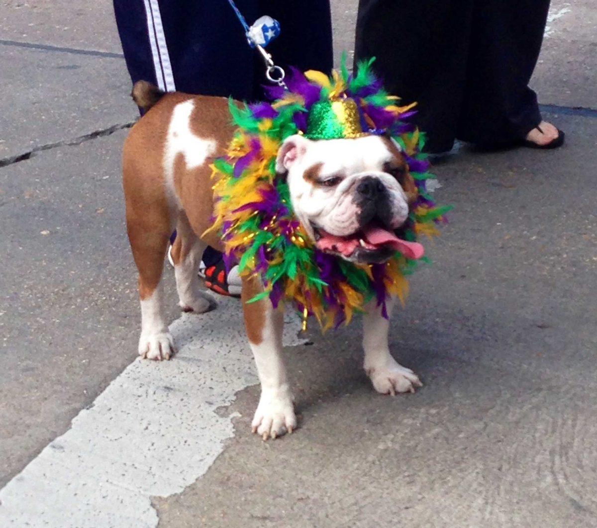 This pup from the Krewe of Mutts loves Mardi Gras jams