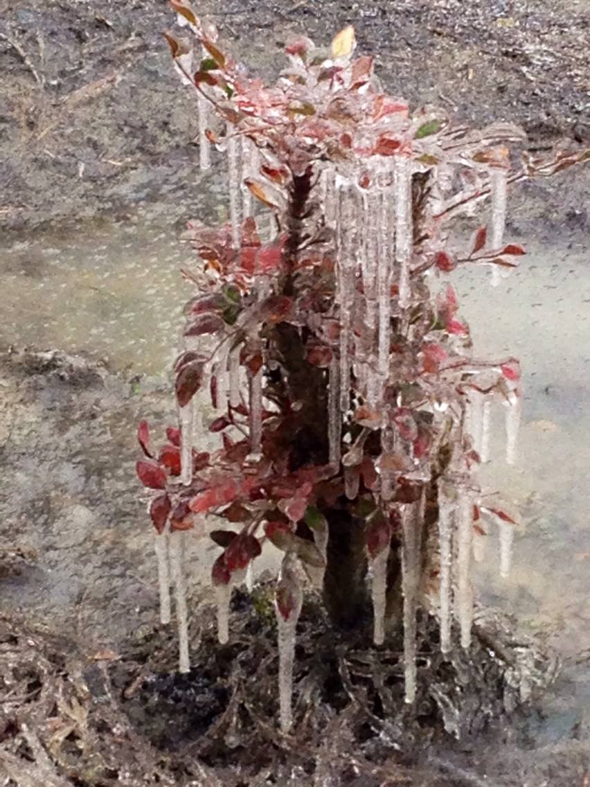 Plants damaged by freezing temperatures and precipitation