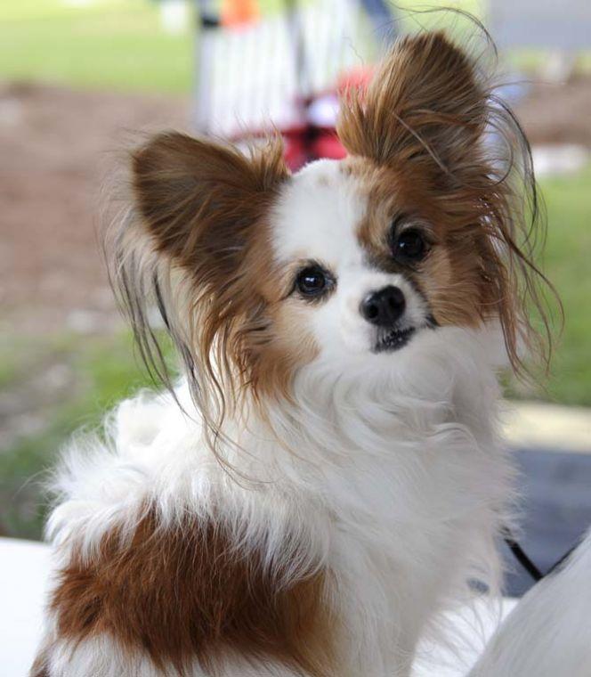 <p>Agility champion Maxie poses for the camera at the open house for the University's School of Veterinary Medicine on Feb. 2, 2013.</p>