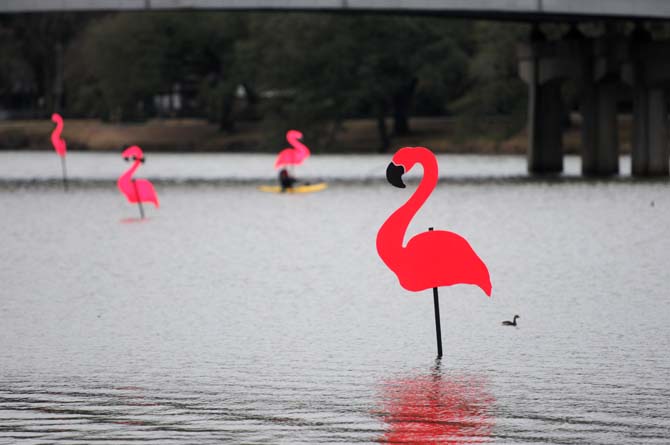 University Lake is decorated with wooden flamingos from the Spanish Town Krewe on Tuesday, Feb. 11, 2014.