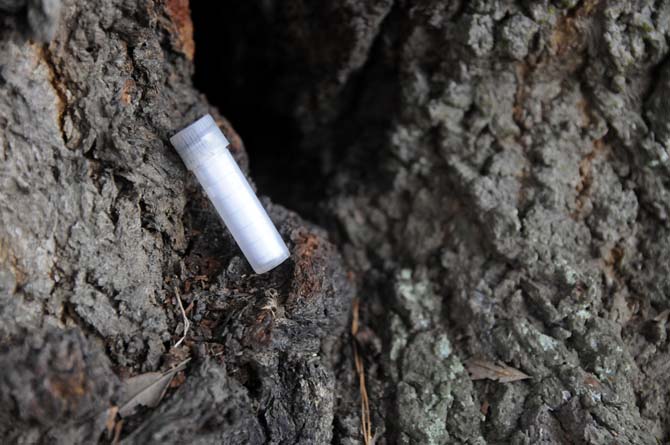 Hide and Seek: Geocaching sees resurgence in popularity