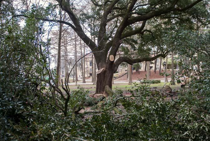 University works to save cracked tree