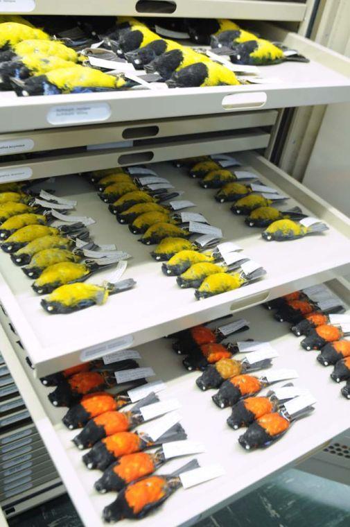 The LSU orthinology department has the largest collection of bird genetic material in the world. This tray displays the many species of Tanagers, within the genus Bangsia. The department carreis a various number of other birds around the world.