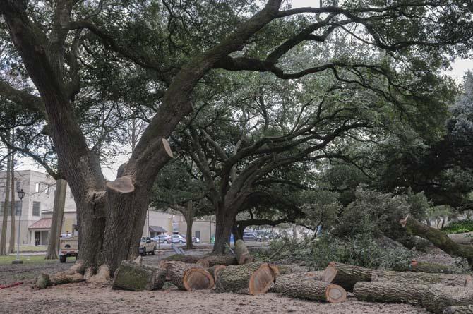 University works to save cracked tree