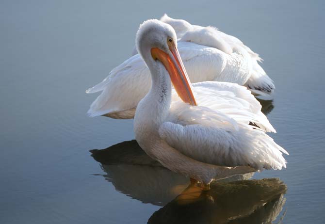 A pelican grooms itself Thursday, Feb. 6, 2014 at the University Lake.