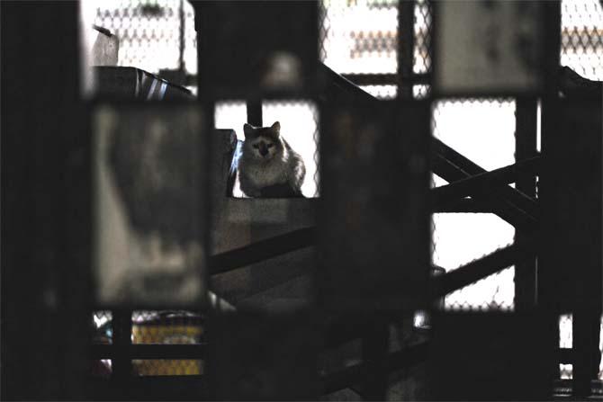 A stray cat perches up on the staircases inside the LSU Football Stadium Saturday, Jan. 25, 2014.