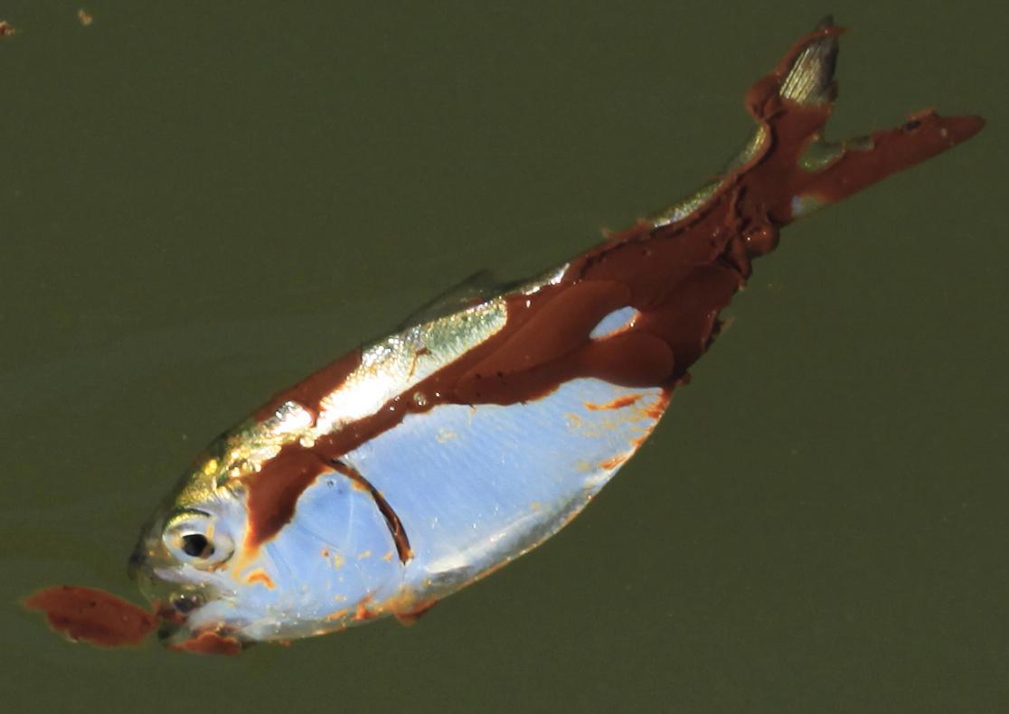 FILE - In this Sunday, June 6, 2010 file photo, a small oil-covered fish floats on the water's surface at Bay Long off the coast of Louisiana. An April 20, 2010 explosion at the BP Deepwater Horizon offshore platform killed 11 men, and the subsequent leak released an estimated 172 million gallons of petroleum into the Gulf of Mexico. The Gulf oil spill settlement trial has started in New Orleans, Monday, Feb. 25, 2013. U.S. District Judge Carl Barbier is scheduled to hear several hours of opening statements Monday by lawyers for the companies, federal and state governments and others who sued over the disaster. Barbier is hearing the case without a jury. The trial is designed to identify the causes of BP's well blowout and assign percentages of fault to the companies. (AP Photo/Charlie Riedel, File)