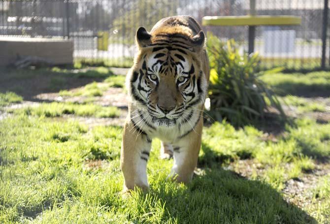 Tony the truck stop tiger walks in his habitat Thursday, Feb. 27, 2014 at the Tiger Truck Stop located in Grosse Tete, La.