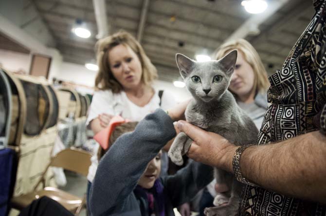 A Blue Russian cat is held by his owner Saturday, March 29, 2014, during the Greater Baton Rouge Cat Show at the Lamar Dixon Expo Center in Gonzales, La.