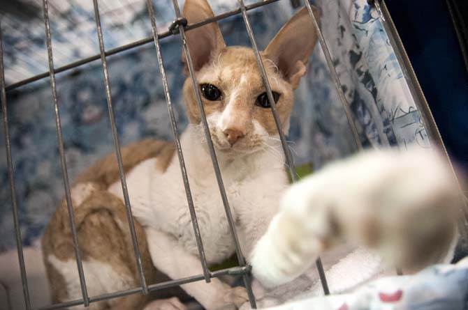 A show cat reaches through a cage Saturday, March 29, 2014, during the Greater Baton Rouge Cat Show at the Lamar Dixon Expo Center in Gonzales, La.