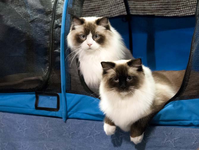 Two cats lounge in their cage Saturday, March 29, 2014, during the Greater Baton Rouge Cat Show at the Lamar Dixon Expo Center in Gonzales, La.