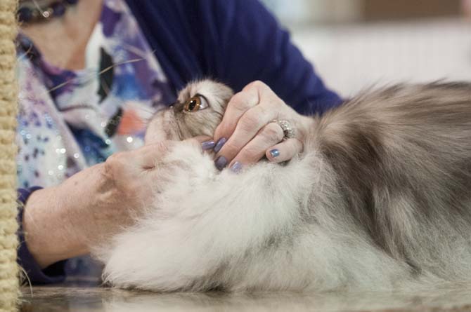 A cat is examined by a judge Saturday, March 29, 2014, during the Greater Baton Rouge Cat Show at the Lamar Dixon Expo Center in Gonzales, La.