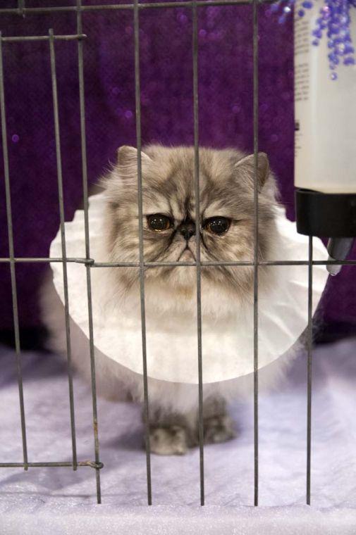 A cat shows off its frilly collar Saturday, March 29, 2014, during the Greater Baton Rouge Cat Show at the Lamar Dixon Expo Center in Gonzales, La.