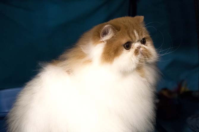A bicolor persian cat named Crash sits in its cage Saturday, March 29, 2014, during the Greater Baton Rouge Cat Show at the Lamar Dixon Expo Center in Gonzales, La.