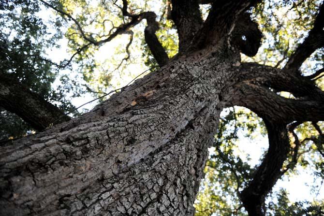 Afternoon light streams through the branches of a shady oak tree Tuesday in the quadrangle.