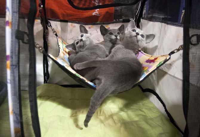 A group of Blue Russian kittens lounge in their cage Saturday, March 29, 2014, during the Greater Baton Rouge Cat Show at the Lamar Dixon Expo Center in Gonzales, La.