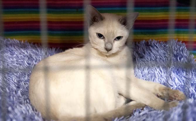 A cat rests in its cage Saturday, March 29, 2014, during the Greater Baton Rouge Cat Show at the Lamar Dixon Expo Center in Gonzales, La.
