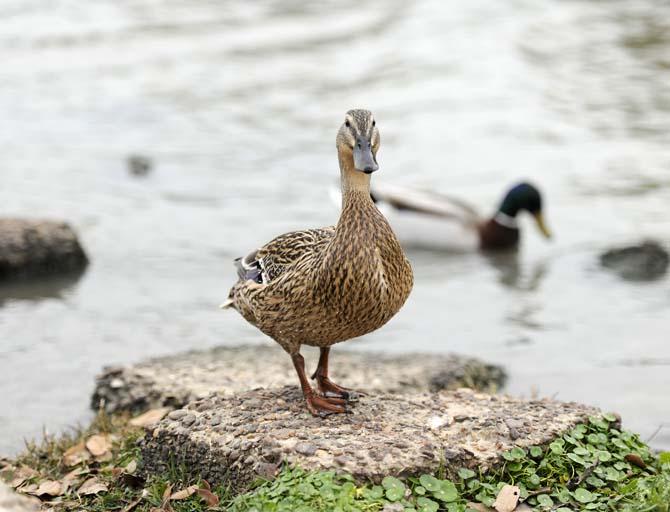 An inquisitive female mallard takes a break from swimming Wednesday, March 26, 2014, at University Lake.