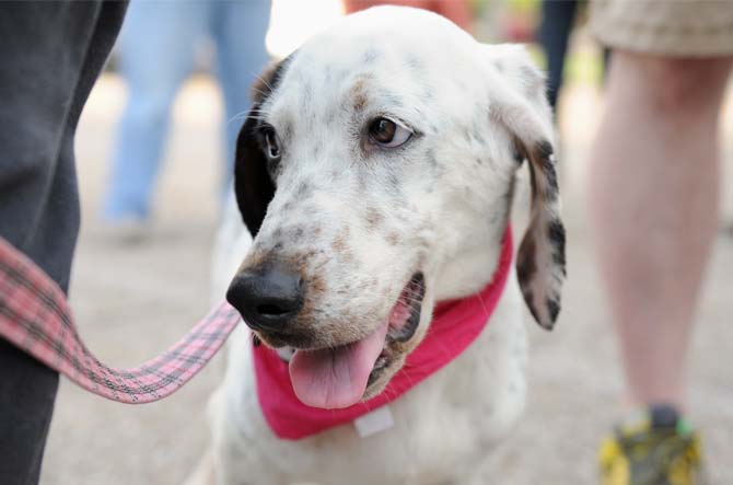 Snoopette sticks out her tongue Monday, April 7, 2014 at the Woofstock event at Petz Plaza on Jefferson Highway.