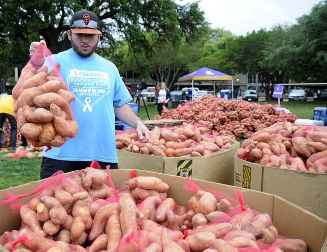 Sports administration junior Matt Chatelain, a volunteer with the Baton Roue Food Bank, loads bagged potatoes into a box Tuesday, April 22, 2014, during a potato drop put on by Kitchens on the Geaux at the Parade Ground.