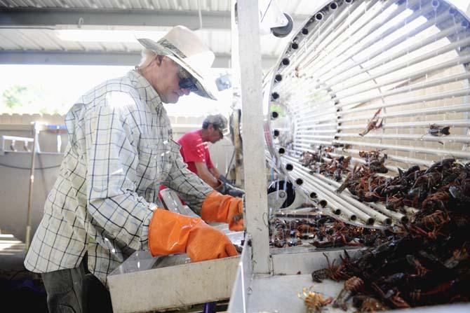 Billy Talley and fellow workers grade crawfish brought in by local and personal ponds Saturday, April 12, 2014 at LT's Seafood located in Broussard, La.