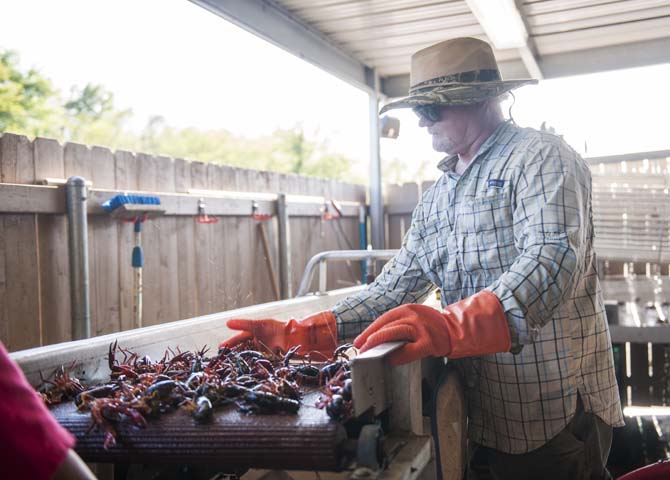 Billy Talley and fellow workers grade crawfish brought in by local and personal ponds Saturday, April 12, 2014 at LT's Seafood located in Broussard, La.