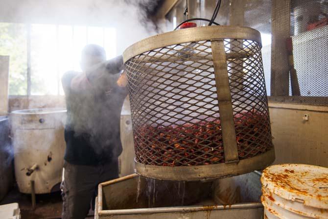 Boilers remove the crawfish from the boiling pot into the drop bin Saturday, April 12, 2014 at LT's Seafood located in Broussard, La.